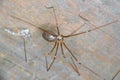Cellar Spider - Daddy Long Legs - Pholcus phalangioides Royalty Free Stock Photo