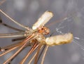 Cellar Spider - Daddy Long Legs - Pholcus phalangioides - mating pair Royalty Free Stock Photo