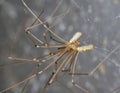 Cellar Spider - Daddy Long Legs - Pholcus phalangioides - mating pair Royalty Free Stock Photo