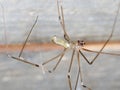 Cellar Spider - Daddy Long Legs - Pholcus phalangioides Royalty Free Stock Photo