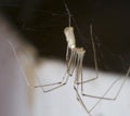 Cellar Spider - Daddy Long Legs - Pholcus phalangioides Royalty Free Stock Photo