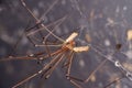 Cellar Spider - Daddy Long Legs - Pholcus phalangioides - mating pair Royalty Free Stock Photo