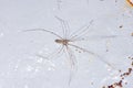 Daddy Longlegs on Rusty Sheet Royalty Free Stock Photo