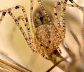 Cellar spider eating a crane fly Royalty Free Stock Photo