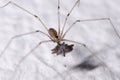 Daddy Longlegs Eating Royalty Free Stock Photo