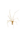 A Cellar Spider Pholcidae s also referred to as Daddy Long Legs or skull spider isolated on white background.