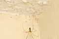 The Cellar Spider, Pholcus phalangioides with newly hatched babies