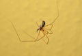 Cellar spider with prey Royalty Free Stock Photo