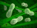 Celled organisms Royalty Free Stock Photo