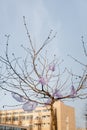 cellophane bags on tree in city