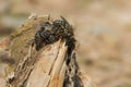 Aster Cellophane Bee - Colletes compactus