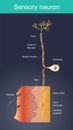 Sensory neuron. Cells act as external stimuli in different environments