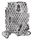 Cells Of A Beehive, Vintage Engraving