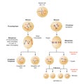 Cells divide by two mechanisms called mitosis and meiosis