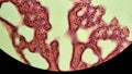 Glandular epithelium, microscopic photo of permanent preparation