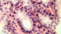 Glandular epithelium, microscopic photo of permanent preparation