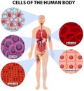 Cells of the human body