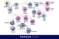 Cells of the Immune system. List of immune cells- dendritic, Mast, Neutrophil, Macrophage, Cell, Phagocytosis, Natural Killer, B,