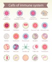 Cells of immune system. Royalty Free Stock Photo