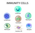 Cells of immunity. Set. Leukocyte, lymphocyte, eosinophil, neutrophil, monocyte, basophil, dendritic cell. Vector