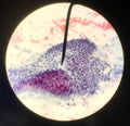 Cells in reproductive female cytology and histology concept