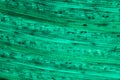 Wheat leaf epidermis under the microscope