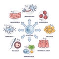 Cellular differentiation process with stem cell type change outline diagram Royalty Free Stock Photo