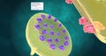 The Cellular Mechanism of Fibromyalgia