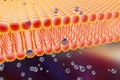 Cellular membrane with diffusion of molecules Royalty Free Stock Photo