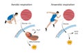 Cellular respiration: aerobic and anaerobic Royalty Free Stock Photo