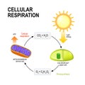 Cellular respiration. Connecting Cellular Respiration and Photos Royalty Free Stock Photo