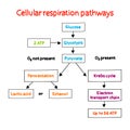 Cellular respiration pathways mind map process, medical concept for presentations and reports mind map process, business concept