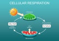 Cellular respiration. Pocesses of aerobic metabolism Royalty Free Stock Photo