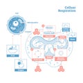 Cellular Respiration Medical Vector Illustration Diagram, Respiration Process Scheme.