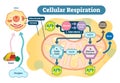 Cellular respiration medical vector illustration diagram, respiration process scheme. Royalty Free Stock Photo