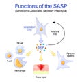 Cellular senescence. Functions of the SASP