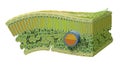 Cellular Structure Of Leaf. Internal Leaf Structure A Leaf Is Made Of Many Layers That Are Sandwiched Between Two Layers Of Tough