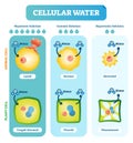 Cellular water levels biological vector illustration diagram with animal and plant cell.