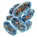 Cellular wonder : mitochondria, the dynamic organelles shaping energy production and vital cell functions within the