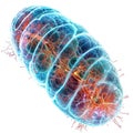 Cellular wonder : mitochondria, the dynamic organelles shaping energy production and vital cell functions within the