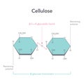 Cellulose structure science vector illustration diagram
