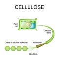 Cellulose in the plant cell.