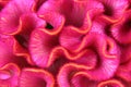 Celosia