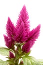 Celosia argentea