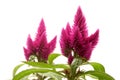 Celosia argentea Royalty Free Stock Photo