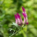 Celosia argentea Royalty Free Stock Photo