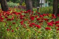 Celosia argentea is a biennial plant in nature. Royalty Free Stock Photo