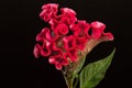 Celosia argentea, closeup