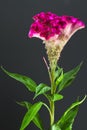 Celosia argentea, closeup Royalty Free Stock Photo