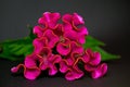 Celosia argentea, closeup Royalty Free Stock Photo